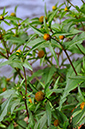 Bur-marigold_London_LP0293_099_Hampton_Court