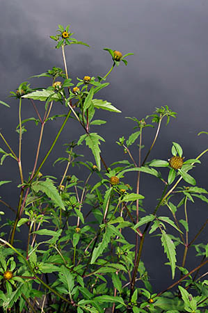 Bur-marigold_Trifid_LP0290_17_Beddington_Park