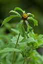 Bur-marigold_Trifid_LP0170_01_Waddon