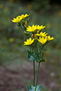 Yellow-wort_LP0068_36_Headley_Heath