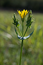 Yellow-wort_LP0026_08_White_Downs