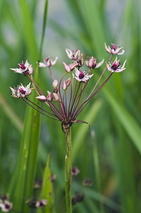 Flowering-rush_LP0218_12_Runnymede