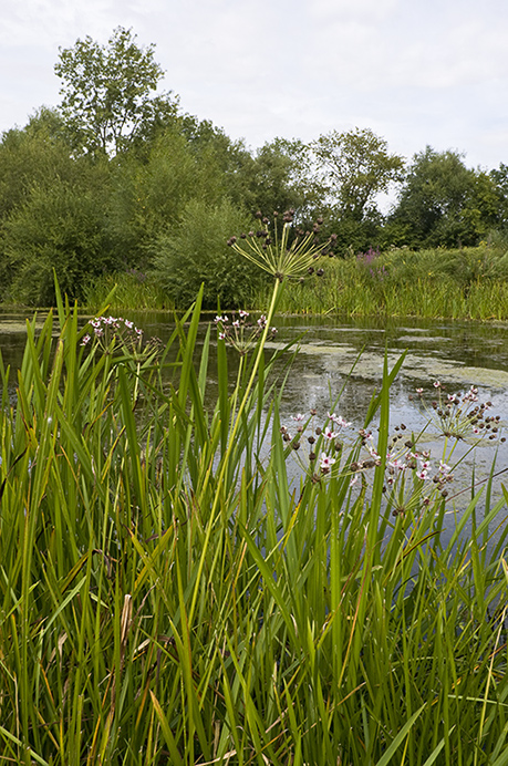 Flowering-rush_LP0218_52_Runnymede