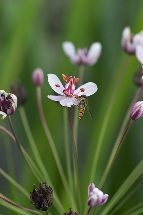 Flowering-rush_LP0218_16_Runnymede