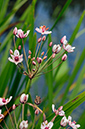 Flowering-rush_LP0376_82_Runnymede