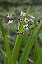 Flowering-rush_LP0218_26_Runnymede