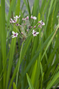 Flowering-rush_LP0218_63_Runnymede