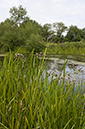 Flowering-rush_LP0218_52_Runnymede