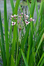 Flowering-rush_LP0218_62_Runnymede