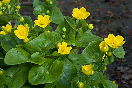 Marsh-marigold_LP0107_10_Godstone