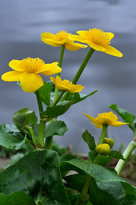 Marsh-marigold_LP0353_07_Hampton_Court