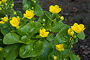 Marsh-marigold_LP0107_10_Godstone