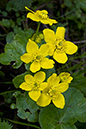 Marsh-marigold_LP0107_14_Godstone