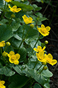 Marsh-marigold_LP0107_17_Godstone