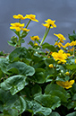 Marsh-marigold_LP0353_28_Hampton_Court