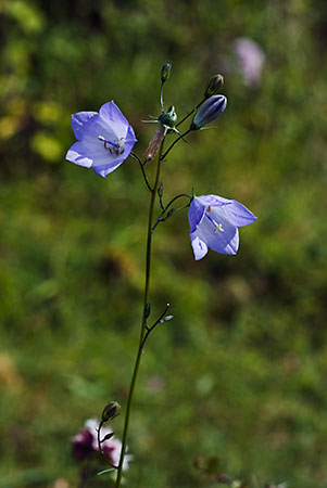 Harebell_LP0068_51_Headley_Heath