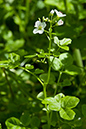 Bitter-cress_Large_LP0123_21_St_Martha