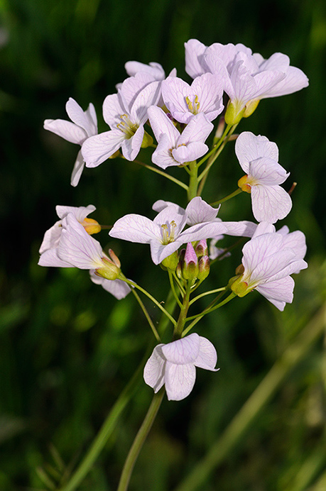 Cuckooflower_LP0356_32_Hampton_Court