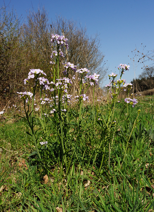 Cuckooflower_LP0354_29_Coldharbour