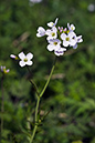 Cuckooflower_LP0193_13_Ham