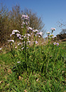 Cuckooflower_LP0354_29_Coldharbour