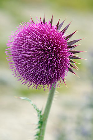 Thistle_Musk_LP0320_58_Portland