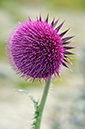 Thistle_Musk_LP0320_58_Portland