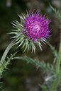 Thistle_Musk_LP0078_42_Puttenham