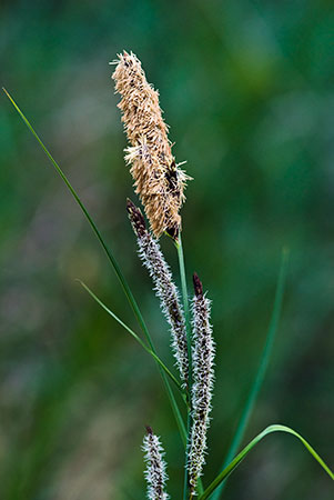 Pond-Sedge_Lesser_LP0123_18_St_Martha