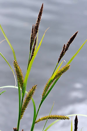 Pond-sedge_Lesser_LP0360_40_Hampton_Court