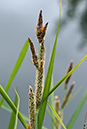 Pond-sedge_Lesser_LP0206_14_Barnes