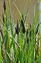 Pond-sedge_Lesser_LP0265_02_Shalford