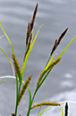 Pond-sedge_Lesser_LP0360_40_Hampton_Court