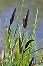 Pond-sedge_Lesser_LP0265_07_Shalford