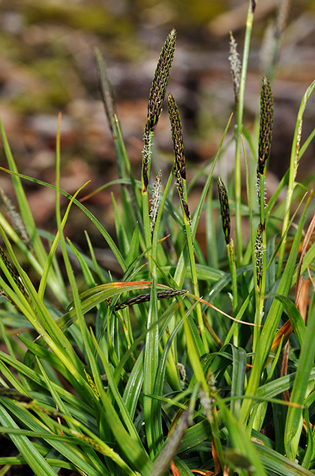 Sedge_Green-ribbed_LP0268_52_Hindhead