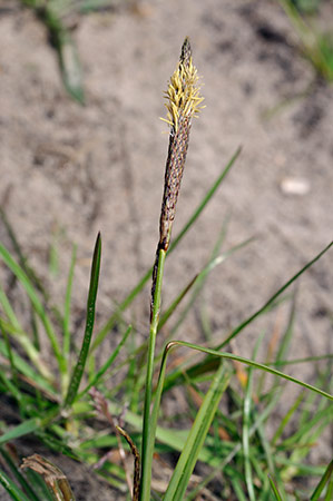 Sedge_Green-ribbed_LP0229_11_Bagshot_Heath