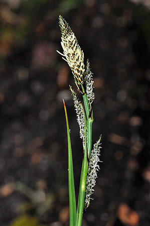 Sedge_Green-ribbed_LP0268_56_Hindhead