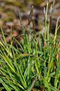 Sedge_Green-ribbed_LP0268_52_Hindhead