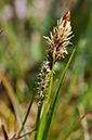 Spring-sedge_LP0267_43_Millbridge