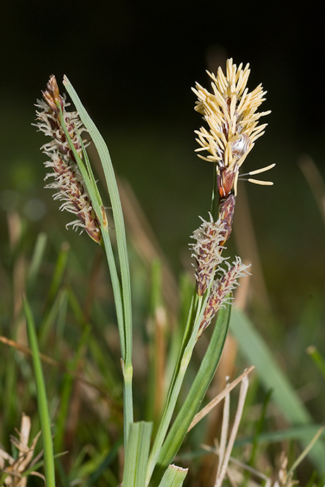 Sedge_Glaucous_LP0118_05_Hale_Common