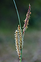 Sedge_Glaucous_LP0118_43_Hale_Common