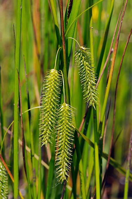 Sedge_Cyperus_LP0313_123_Papercourt_Marshes