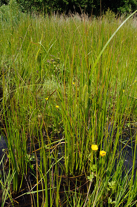 Sedge_Cyperus_LP0313_131_Papercourt_Marshes