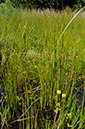 Sedge_Cyperus_LP0313_131_Papercourt_Marshes
