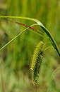 Sedge_Cyperus_LP0313_124_Papercourt_Marshes