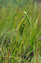 Sedge_Cyperus_LP0313_102_Papercourt_Marshes