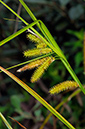 Sedge_Cyperus_LP0384_39_Capel