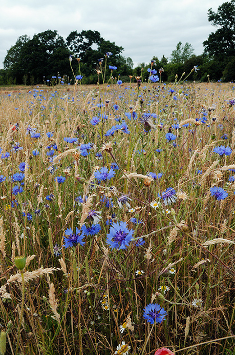 Cornflower_LP0375_07_Clandon_Wood