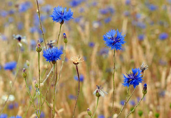 Cornflower_LP0375_03_Clandon_Wood