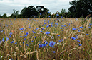 Cornflower_LP0375_08_Clandon_Wood